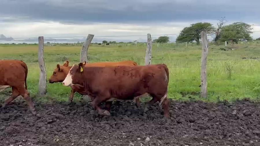 Lote 48 Vaquillonas C/ gtia de preñez