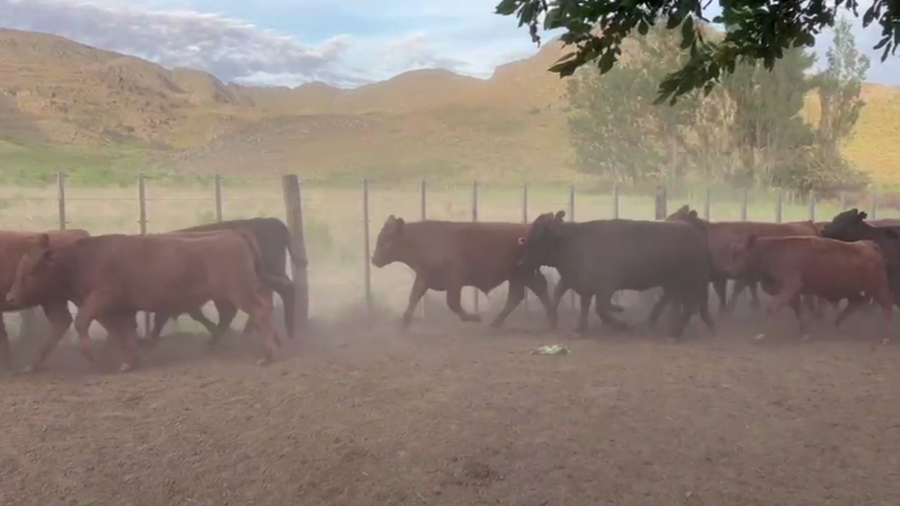 Lote 60 TERNS. MACHOS Y HEMBRAS, SAAVEDRA, BS. AS.