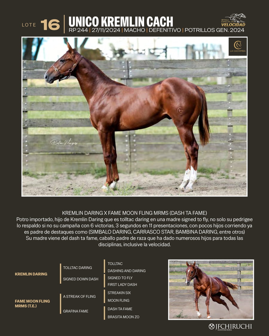 Lote UNICO KREMLIN CACH