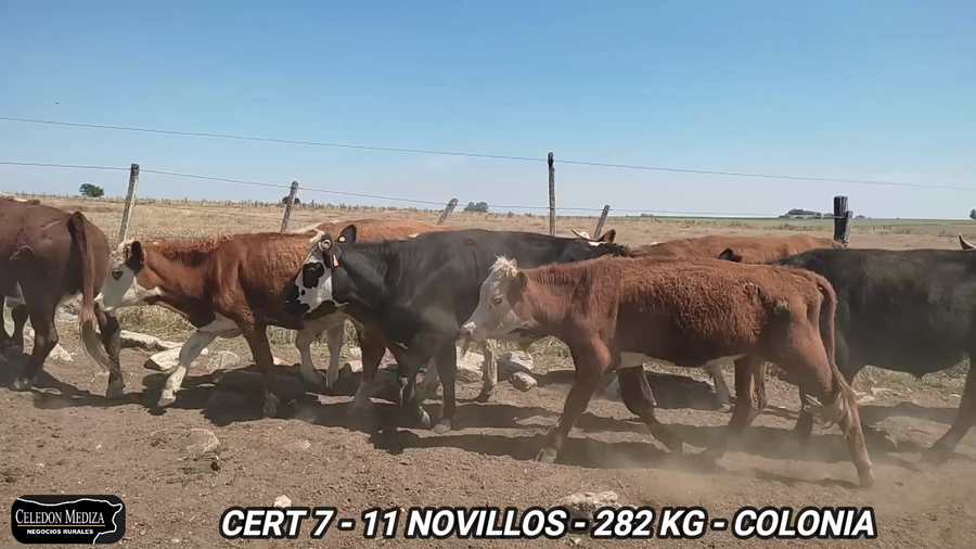Lote 11 Novillos 1 a 2 años en La Horqueta, Colonia