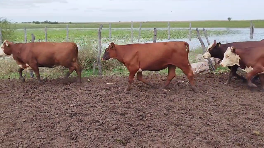Lote 65 Vaquillonas en Esquina, Corrientes