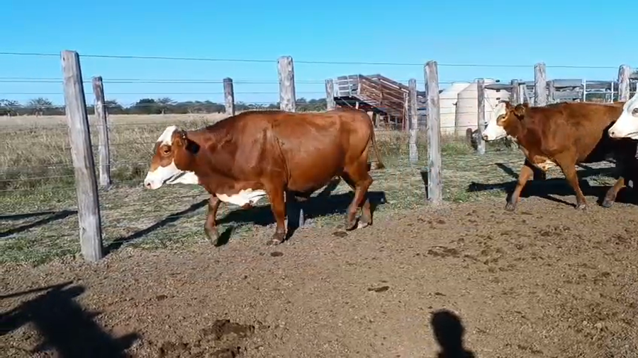 Lote 121 Vacas de invernar en Corrientes, Curuzu Cuatia