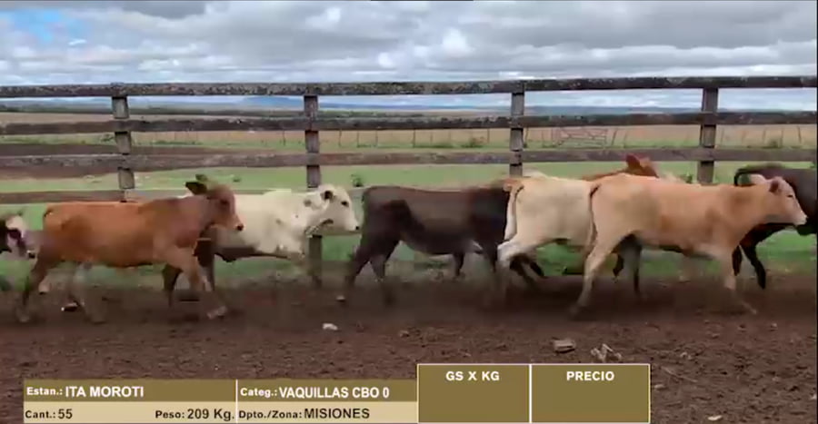 Lote 22º Entre Martillos - Lote 12