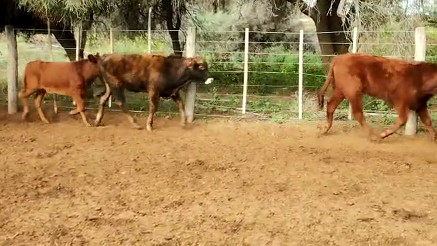 Lote 120 Terneras en Tintina, Santiago del Estero