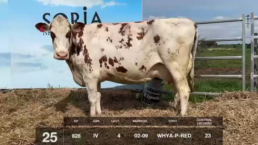 Lote VACAS EN PRODUCCIÓN CON SERVICIO