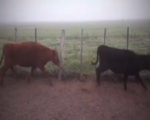 Lote 109 Terneras en Navarro, Buenos Aires