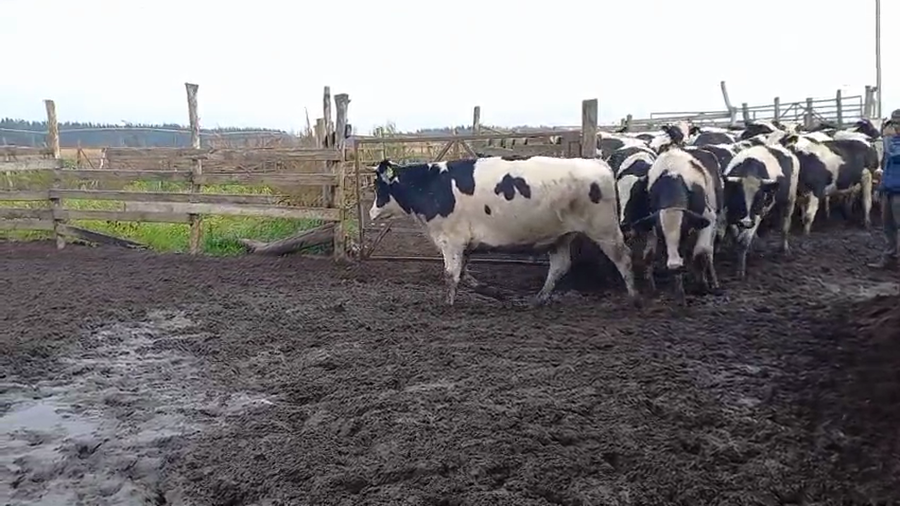 Lote 40 Novillo Gordo en Cabrero, VIII Región Biobío
