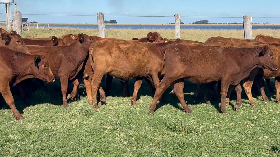 Lote 86 Terneras en Corrientes, Yataití Calle