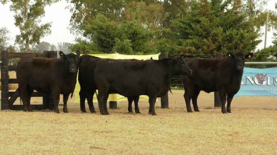 Lote VAQ.  ANGUS PC PREÑADAS PARICION PRIMAVERA