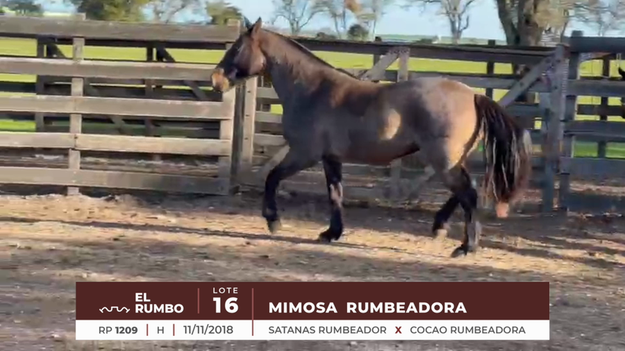 Lote MIMOSA RUMBEADORA