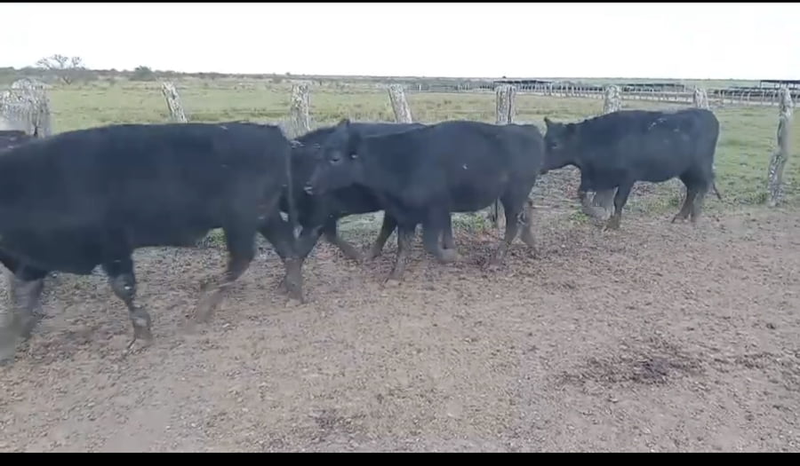 Lote 185 Novillos en Corrientes, Curuzú-Cuatiá