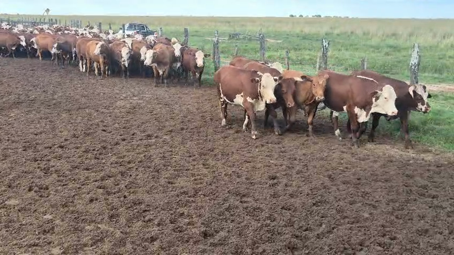 Lote 100 Novillos