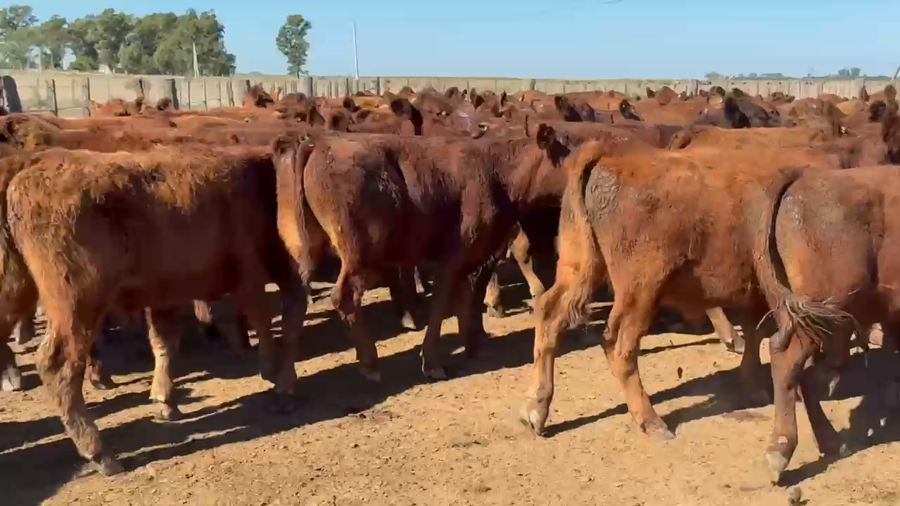 Lote 160 Novillitos
