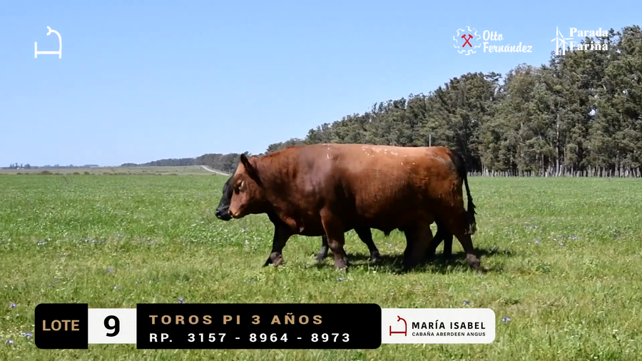 Lote LOTE 9