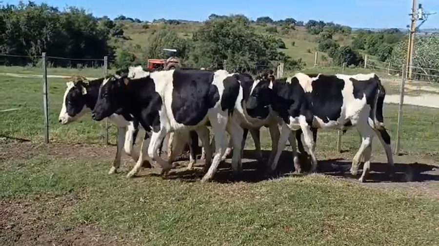 Lote 25 Novillos Holando HOLANDO a remate en #44 Pantalla Carmelo 260kg -  en PASO MORLAN