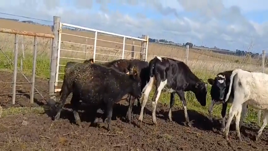 Lote (Vendido)6 Terneras AA / /  HO a remate en #45 Pantalla Carmelo  150kg -  en Puntas del Perdido