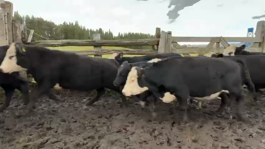 Lote 40 Novillo Engorda en Coyhaique, XI Región Aysén