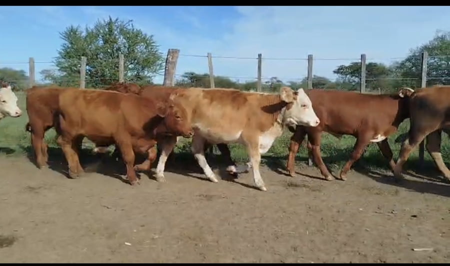 Lote 75 Terneros en Corrientes, Curuzú-Cuatiá