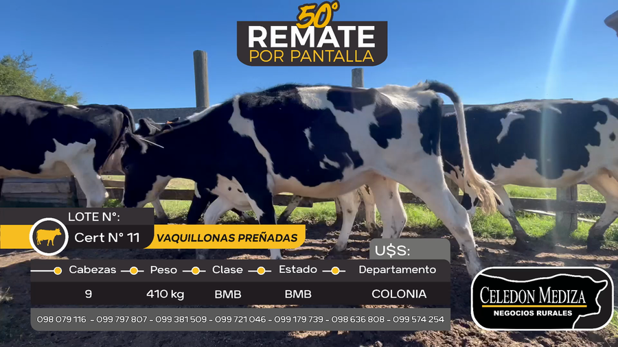 Lote 9 Vientres Preñados en Agraciada, Colonia