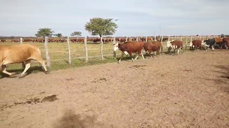 Lote 22 Vacas p/ invernar en Corrientes, Bonpland