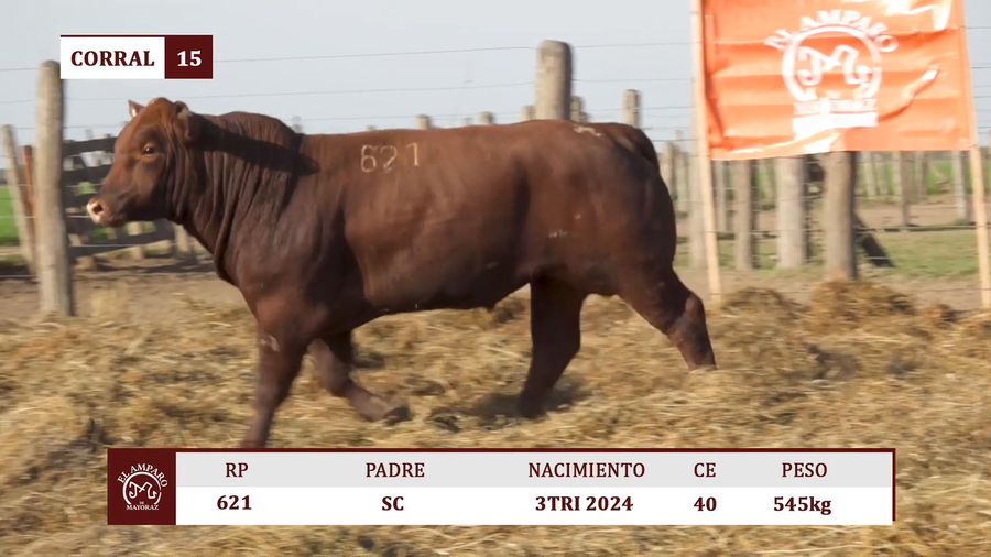 Lote Toros BRANGUS COLORADO EL AMPARO