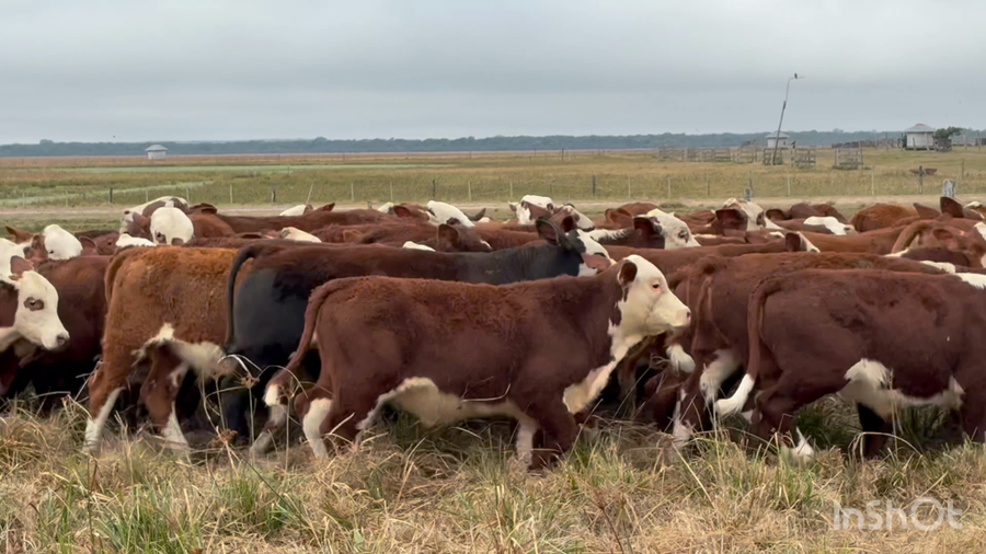 Lote 92 Terneros en Corrientes, Nueve de Julio