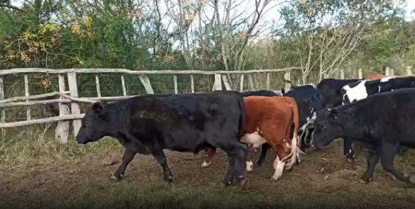 Lote 14 Novillos en Soriano