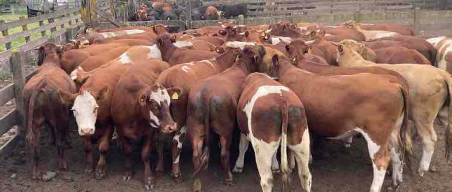 Lote 50 Novillo Engorda en Río Bueno, XIV Región Los Ríos