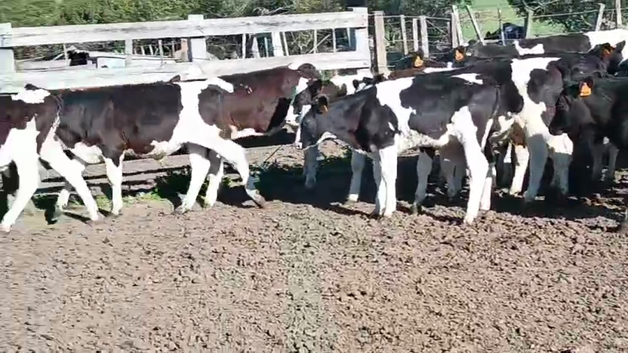 Lote 21 Terneros a remate en Pantalla Aniversario - Escritorio Camy, San José