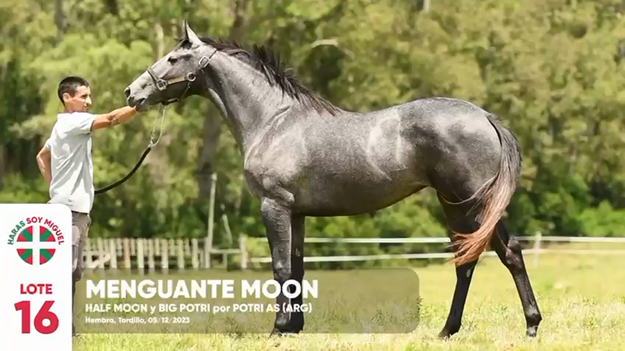 Lote MENGUANTE MOON