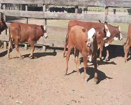 Lote 70 Terneros en Quimilí, Santiago del Estero