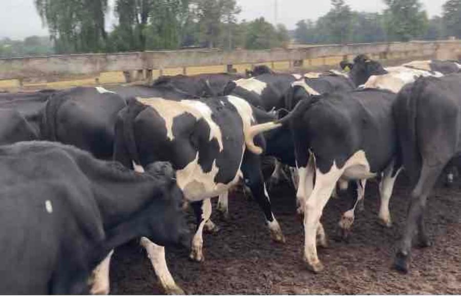 Lote 29 Novillo Engorda en Los Lagos, XIV Región Los Ríos