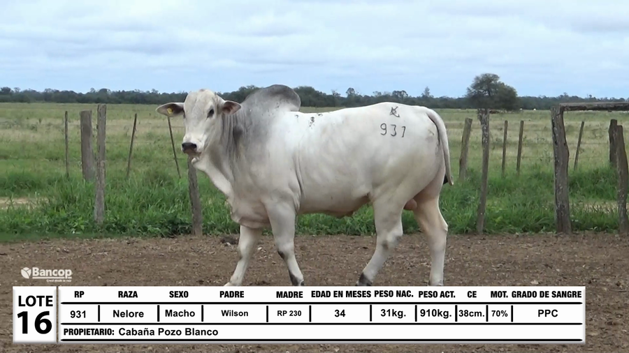 Lote Lote 16