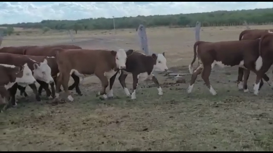 Lote 52 Terneros/as en Lucas N., Entre Ríos