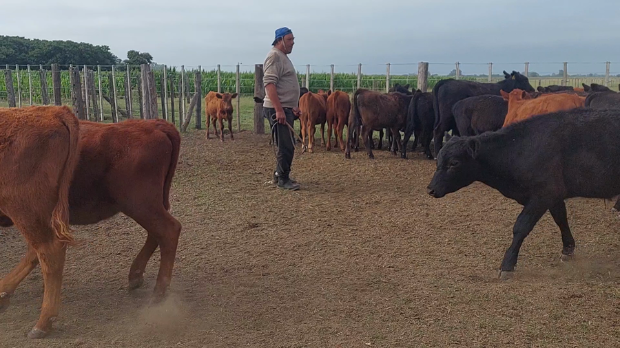 Lote 130 Terneros/as en Chivilcoy, Buenos Aires