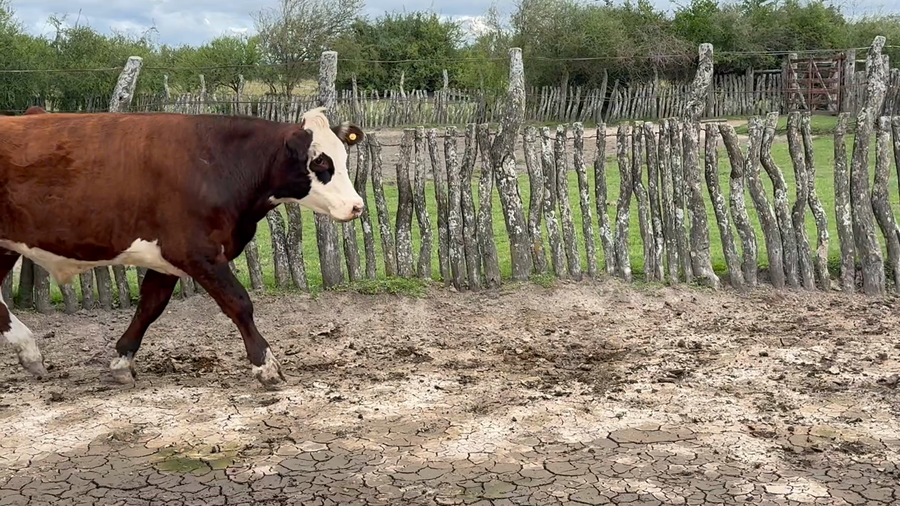 Lote 12 Novillos en Corrientes, Curuzu Cuatia