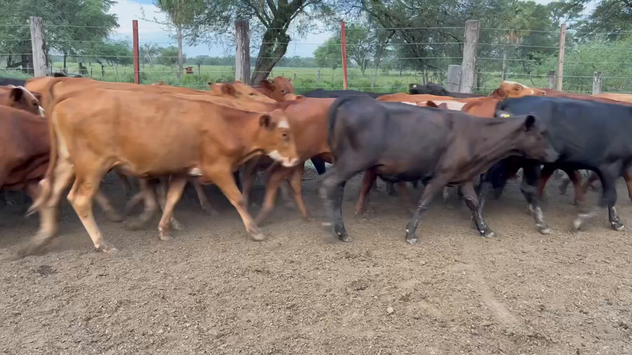 Lote 100 Terneros/as en Formosa, Formosa