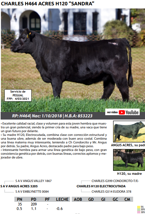 Lote VAQUILLONAS PEDRIGREE PREÑADAS