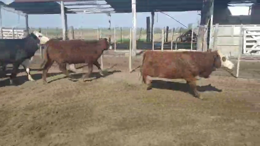 Lote 60 Terneros