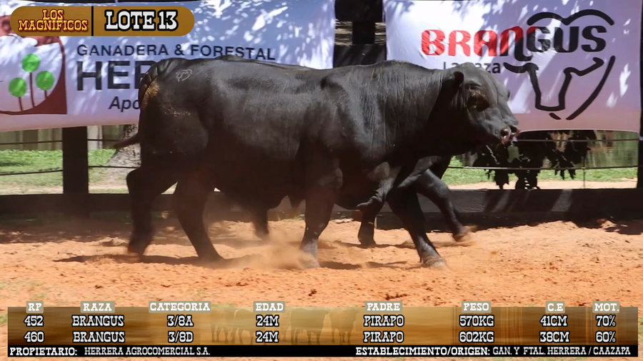 Lote LOTE 13 - VIVO