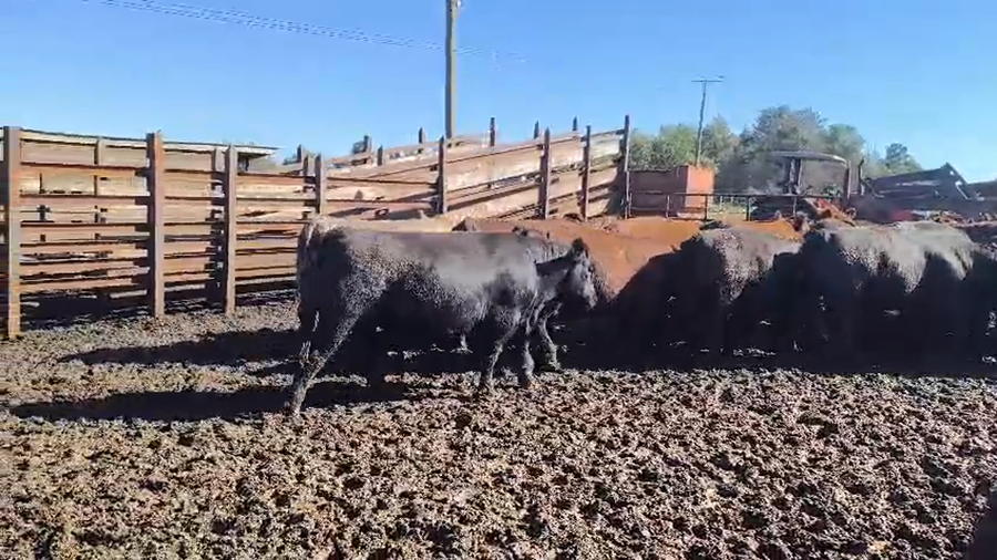 Lote 40 Novillo Gordo en Los Ángeles, VIII Región Biobío