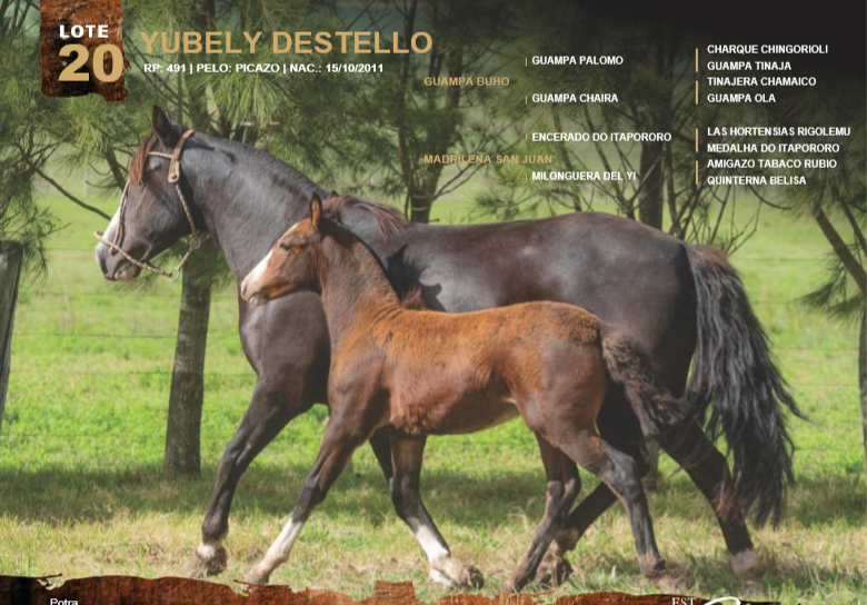 Lote YUBELY DESTELLO