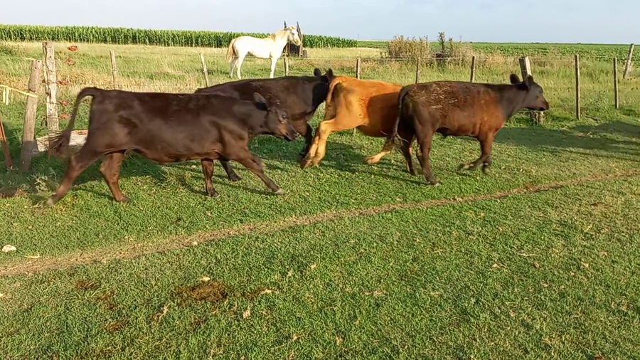 Lote 15 Novillitos en Buenos Aires, Daireaux