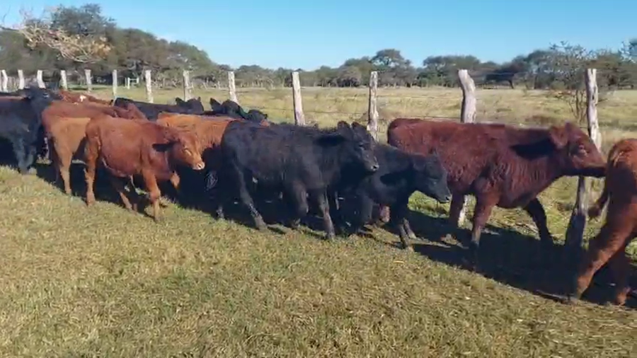 Lote 95 Terneros