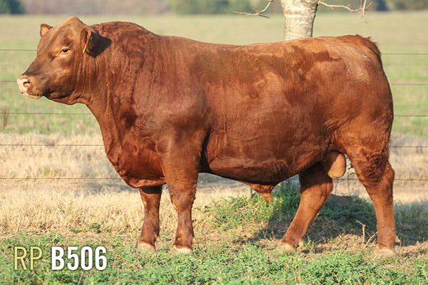 Lote 3 TOROS PUROS DE PEDIGREE