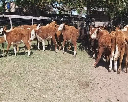 Lote 80 Terneros/as en Villaguay, Entre Ríos