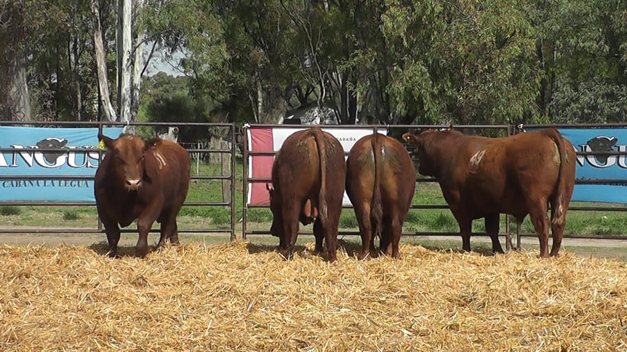 Lote TOROS ANGUS COLORADOS PC