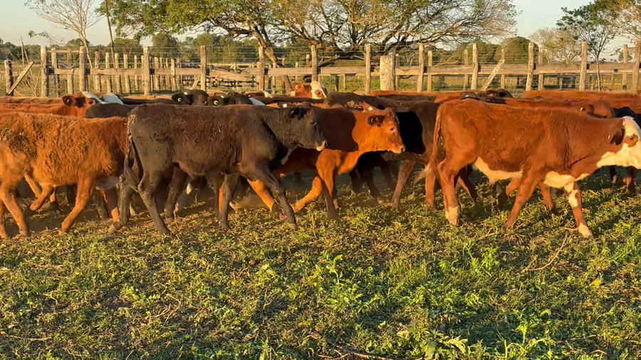 Lote 77 Terneros en Corrientes, San Cosme