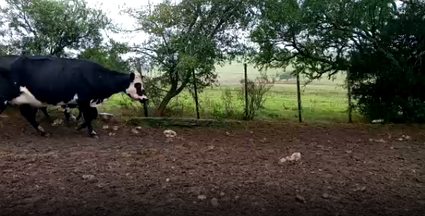 Lote 32 Piezas de cría en Colonia