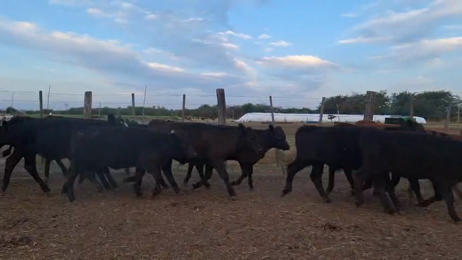 Lote 44 Terneros/as